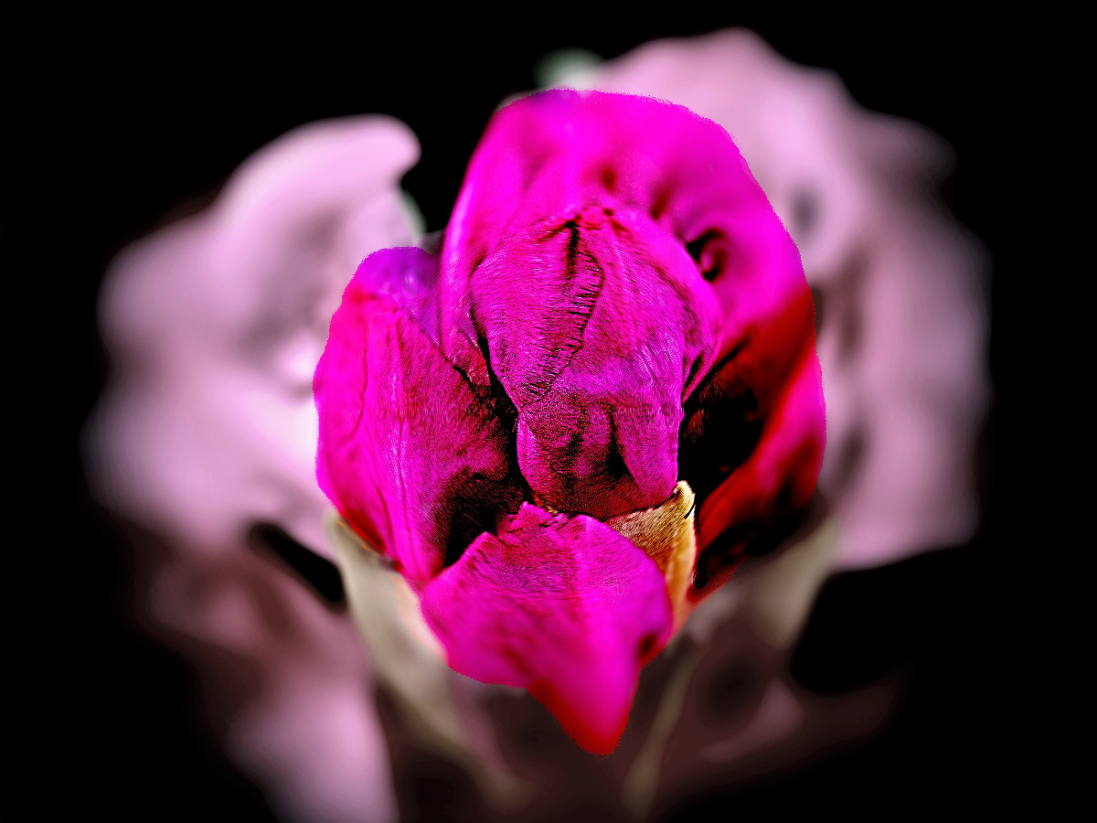 Rhododendron